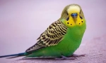 Kako izbrati valovita parrot